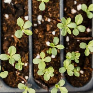 Planter en juillet : préparer son potager d’automne