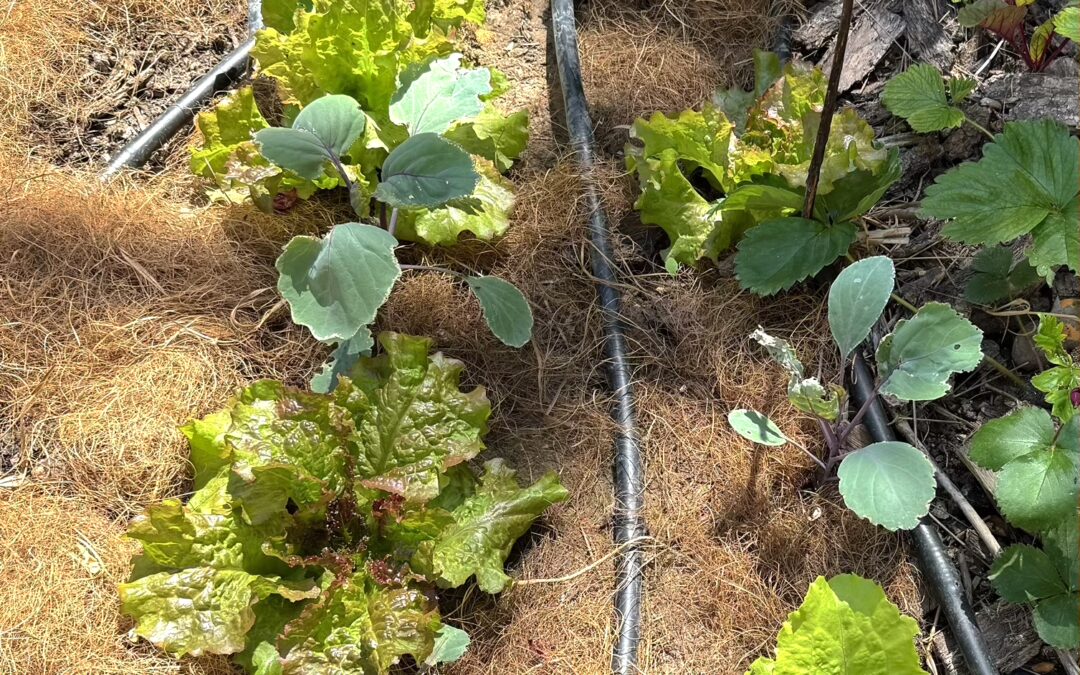 rangs de salades et de choux rouge pommés paillés. Vu d'en haut