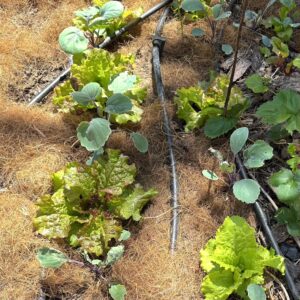 Top 10 des graines pour créer un potager dans un espace restreint