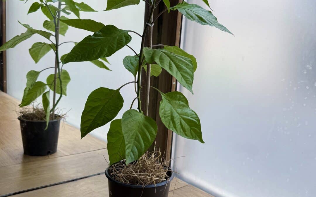 plant de piment en pot avec de la paille devant un miroir
