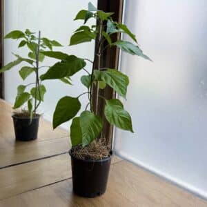 6 bonnes raisons de pailler les plantes de son balcon