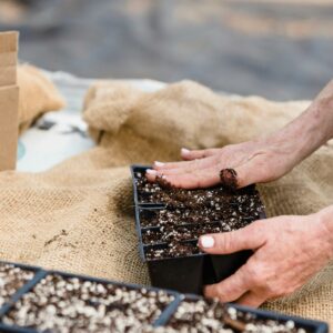 Top 5 des graines à planter pour débuter son potager